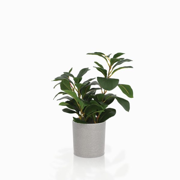 Sitona 35cm