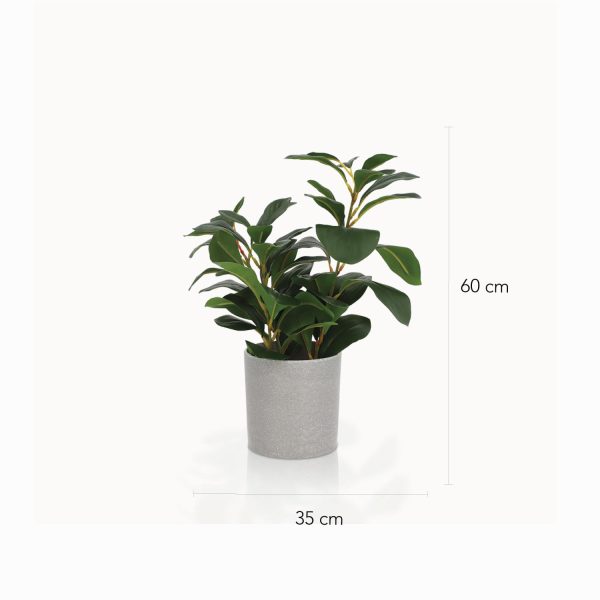 Sitona 35cm - Imagen 3