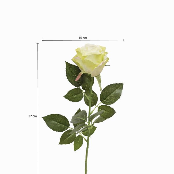 Rosa Blanca - Imagen 3