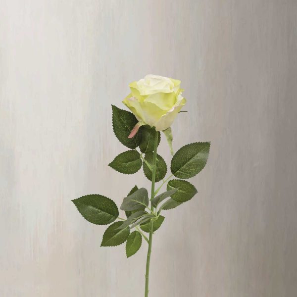 Rosa Blanca - Imagen 2