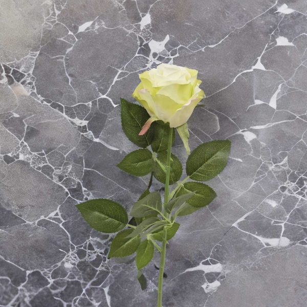 Rosa Blanca - Imagen 4
