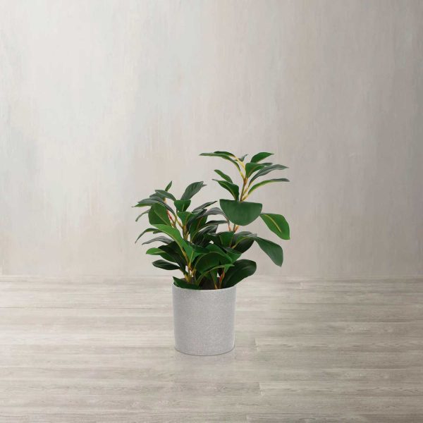 Sitona 35cm - Imagen 2