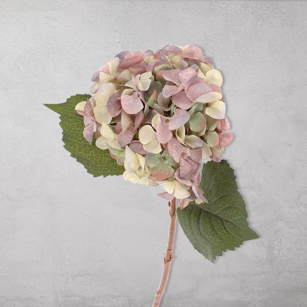 Hortensia Purpura - Imagen 2