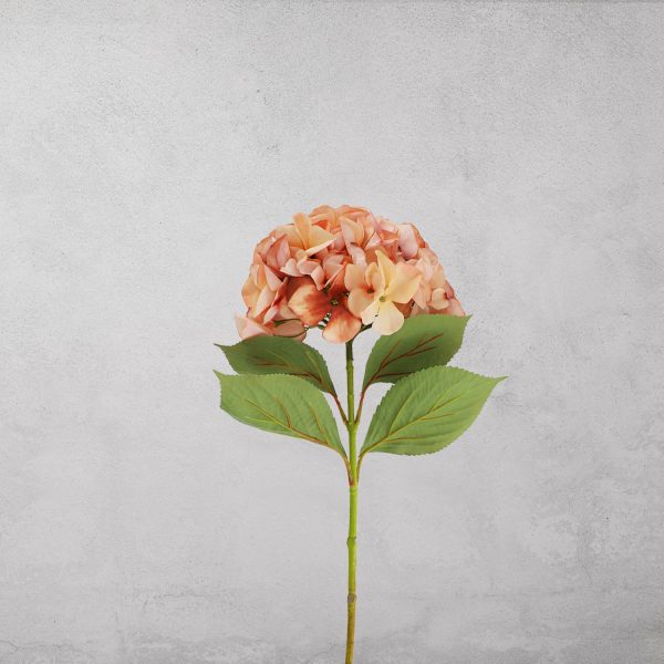 Hortensia Durazno - Imagen 2