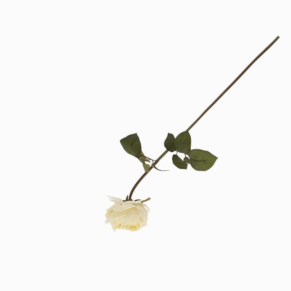 Rosa Peonia Crema - Imagen 5