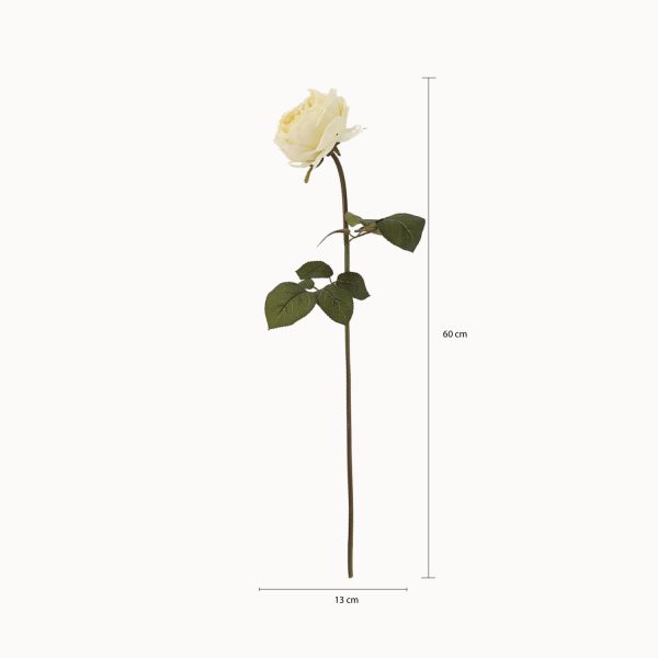 Rosa Peonia Crema - Imagen 3