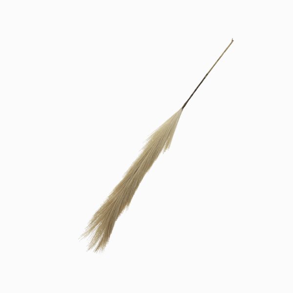 Hierba de Pampas
