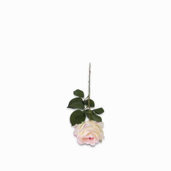 Rosa bordes rosados