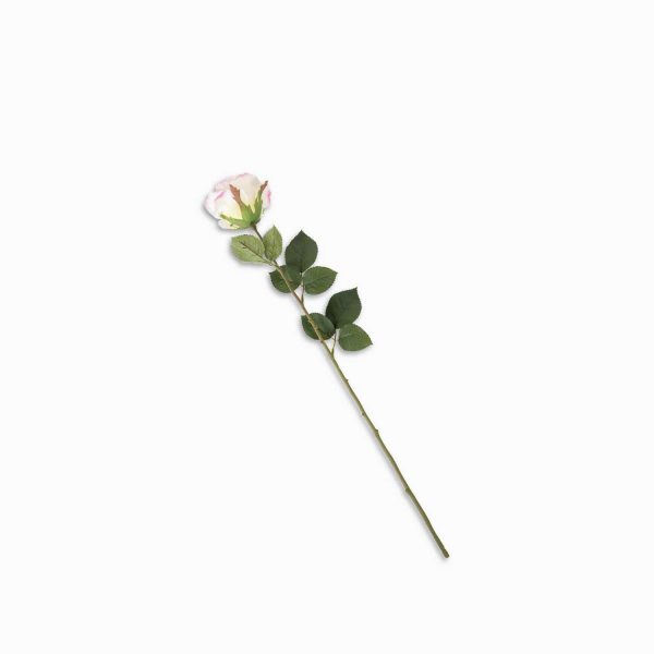 Rosa bordes rosados - Imagen 5