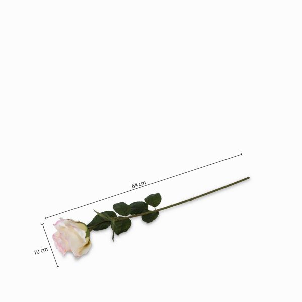 Rosa bordes rosados - Imagen 3
