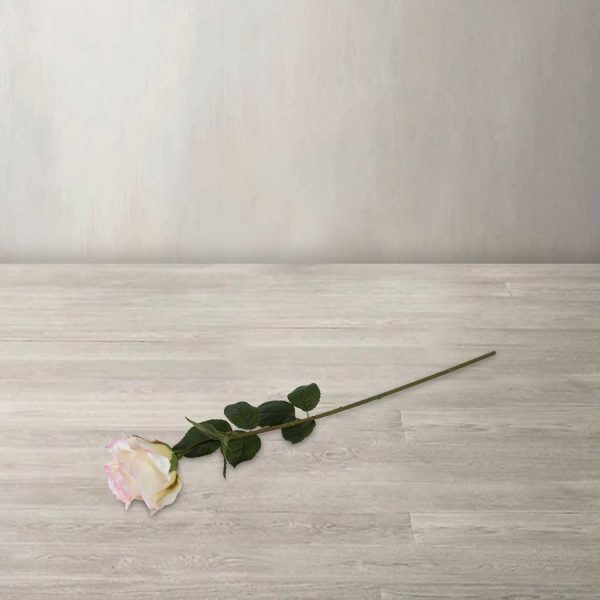 Rosa bordes rosados - Imagen 2