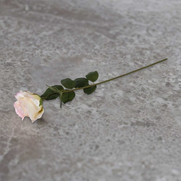 Rosa bordes rosados - Imagen 4