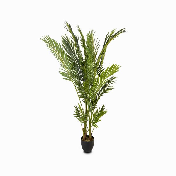 Palma Areca