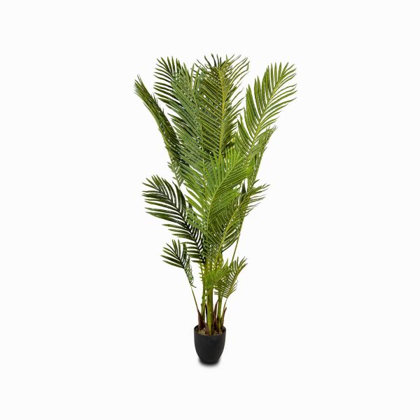 Palma Areca - Imagen 5
