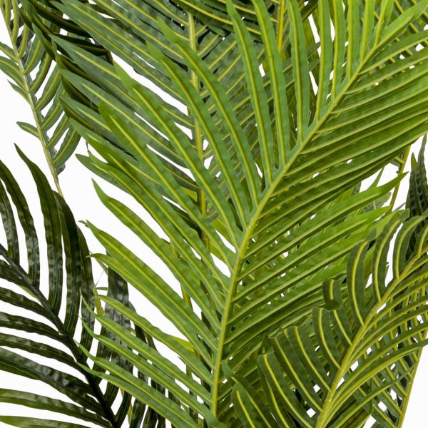 Palma Areca - Imagen 6