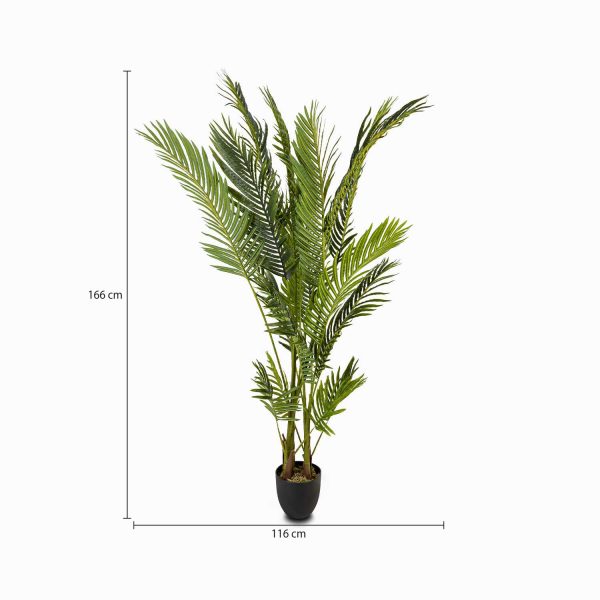 Palma Areca - Imagen 3