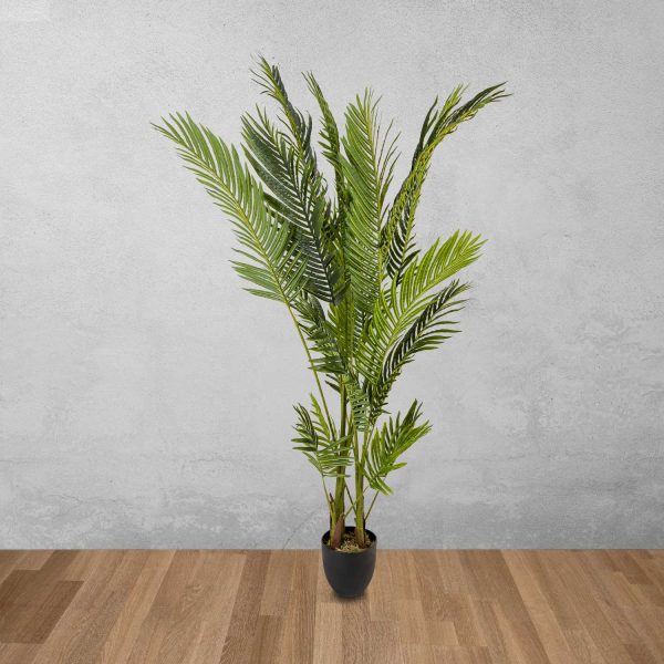 Palma Areca - Imagen 2