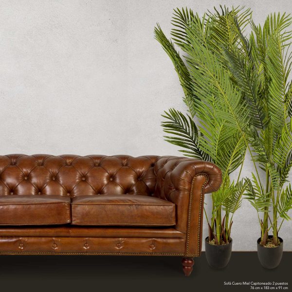 Palma Areca - Imagen 4