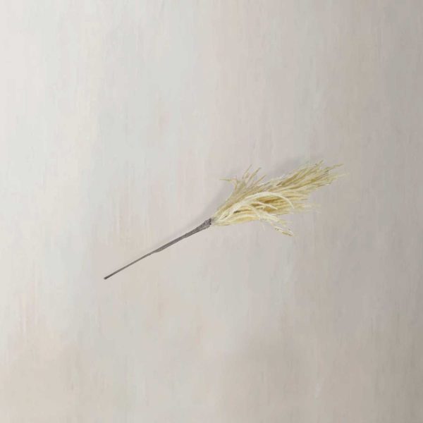 Junco crema - Imagen 2