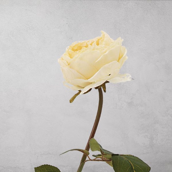 Rosa Peonia Crema - Imagen 2