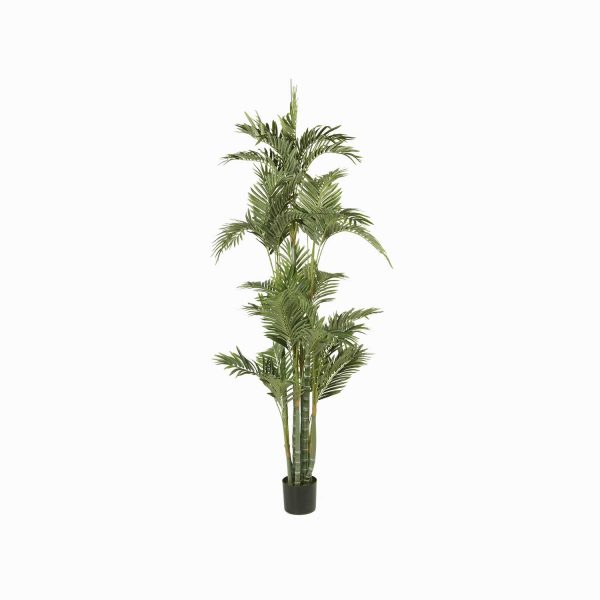 Palmera Dorada Ornamental