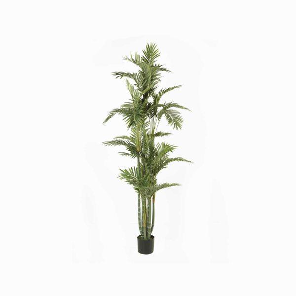 Palmera Dorada Ornamental - Imagen 5