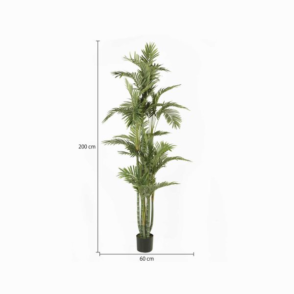 Palmera Dorada Ornamental - Imagen 3