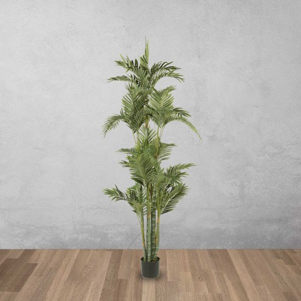 Palmera Dorada Ornamental - Imagen 2