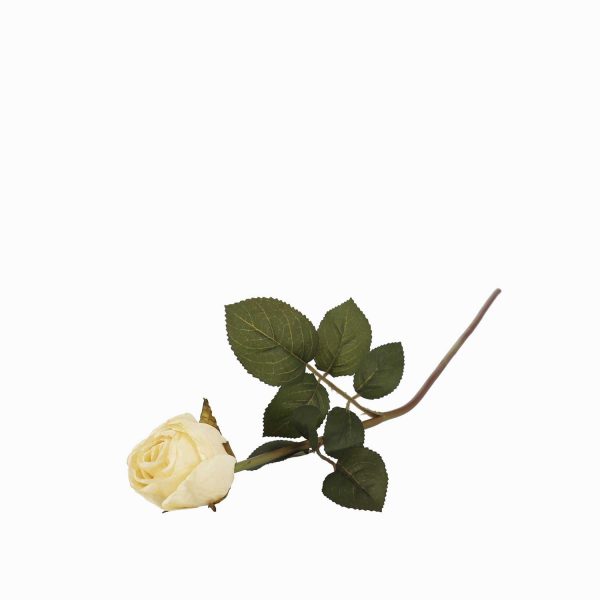 Rosa crema 50cm