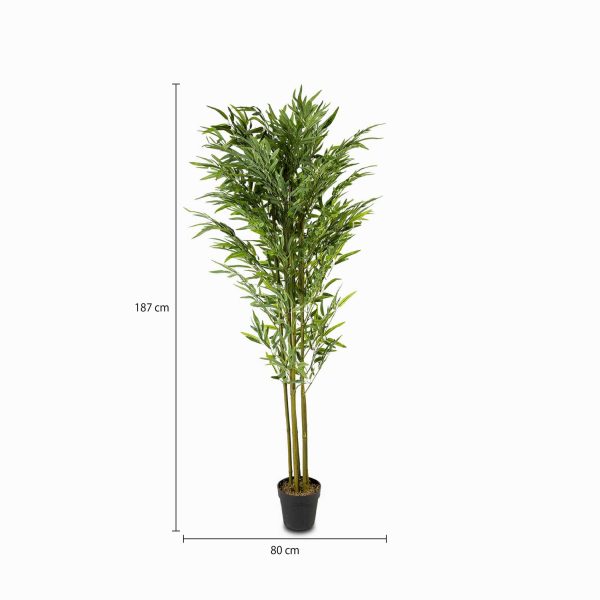 Planta Bambú - Imagen 3