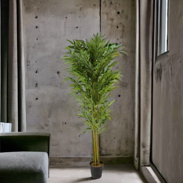 Planta Bambú - Imagen 4