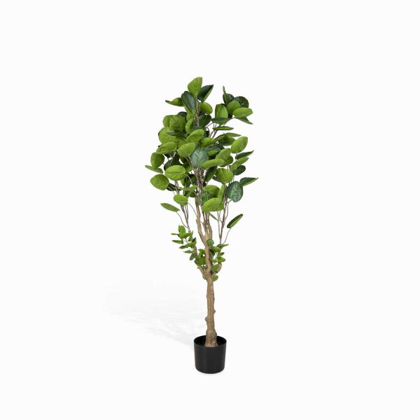 Árbol Aralia Artificial