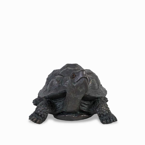 Tortuga - Imagen 4
