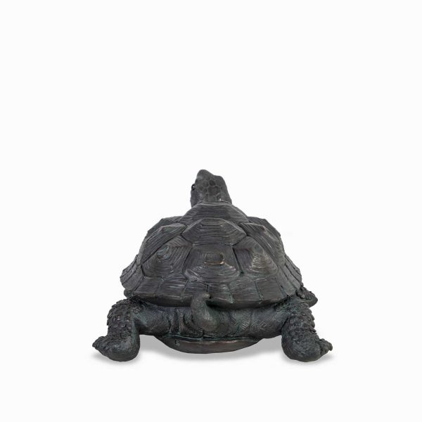 Tortuga - Imagen 5