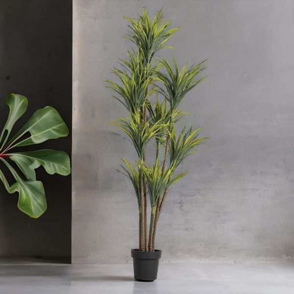 Planta Agave 180 cm - Imagen 5