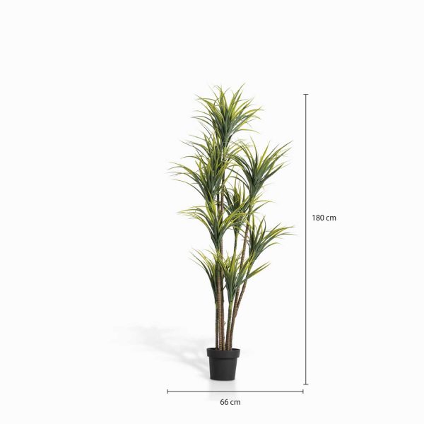 Planta Agave 180 cm - Imagen 3