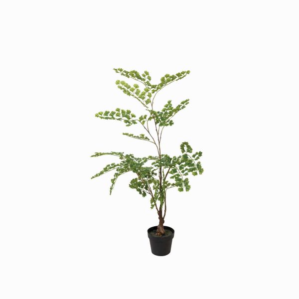Planta Gingo