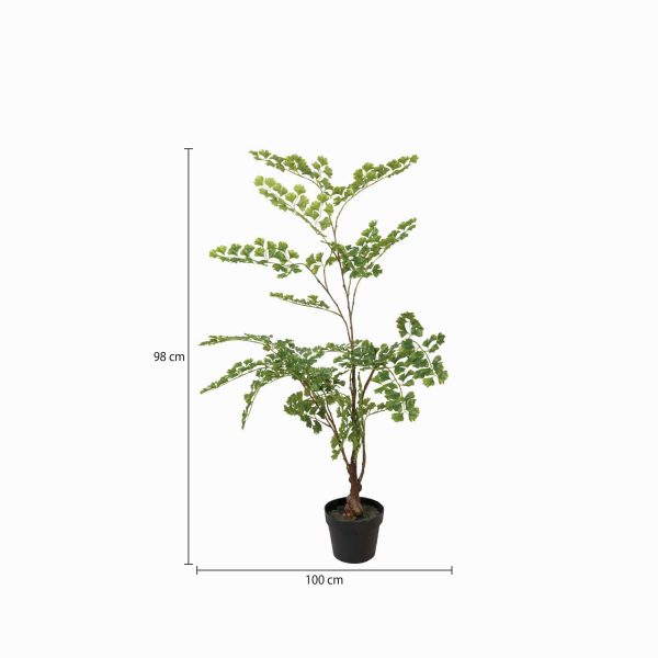 Planta Gingo - Imagen 3