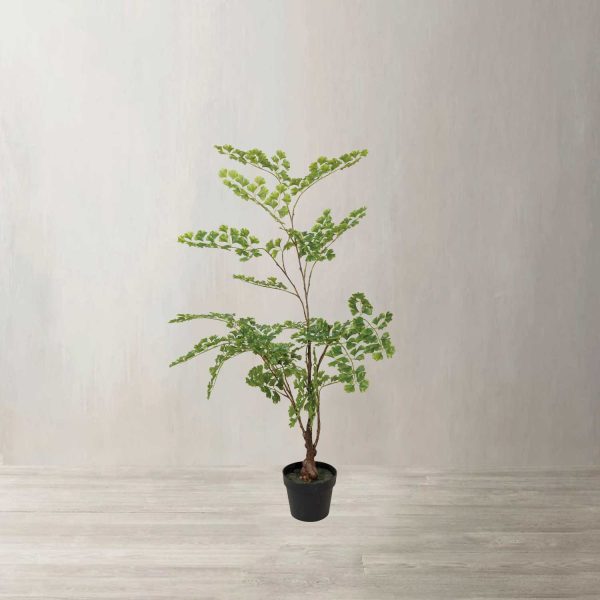 Planta Gingo - Imagen 2