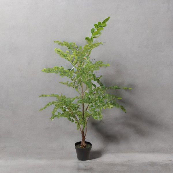 Planta Gingo - Imagen 5