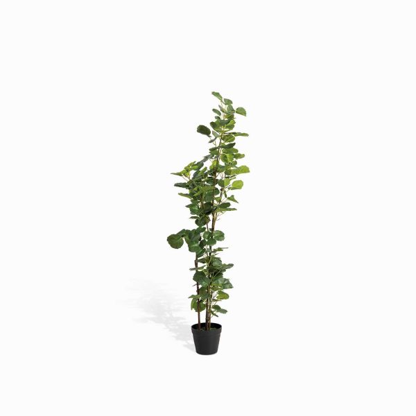 Planta Araliacea Artificial