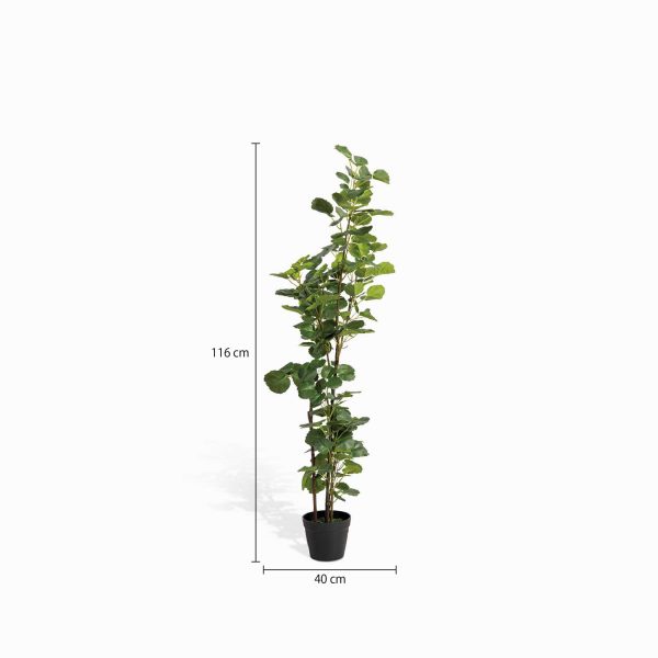 Planta Araliacea Artificial - Imagen 3