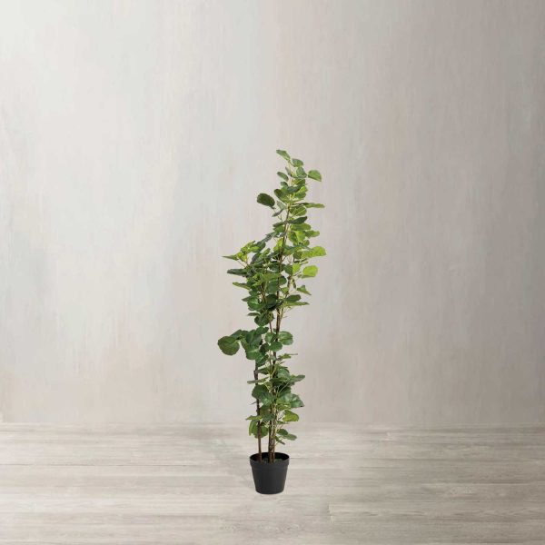 Planta Araliacea Artificial - Imagen 2