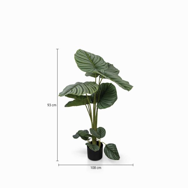 Planta Arruz - Imagen 3
