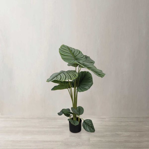 Planta Arruz - Imagen 2