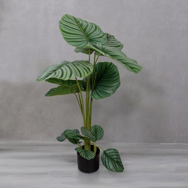 Planta Arruz - Imagen 4