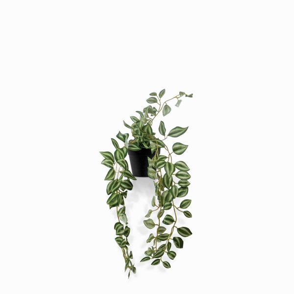 Planta Cantia