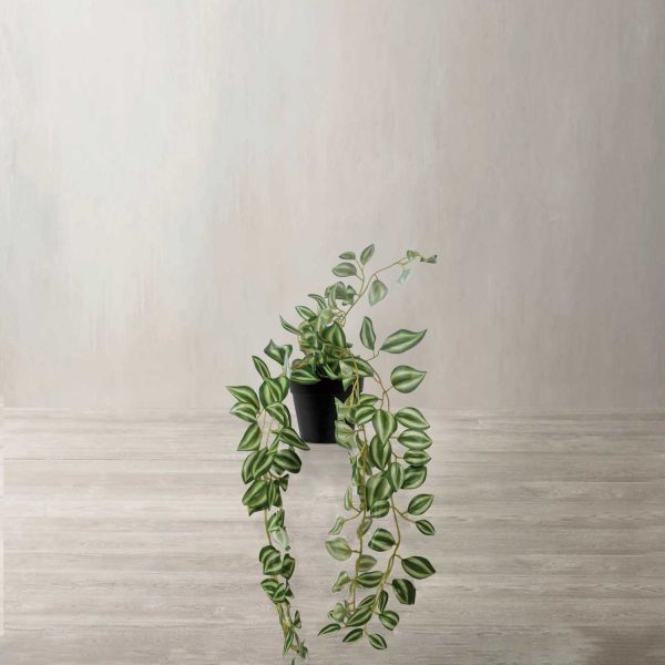 Planta Cantia - Imagen 2