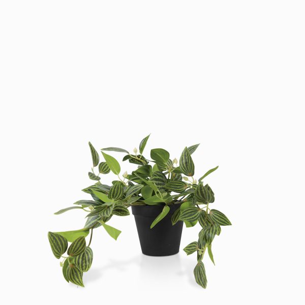 Planta Cantia Cebrina