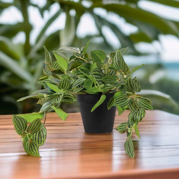 Planta Cantia Cebrina - Imagen 4